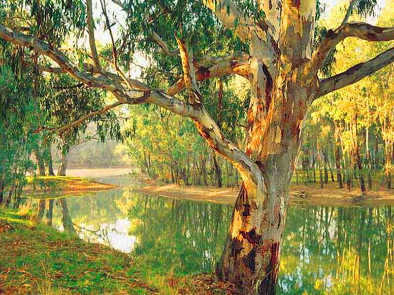Eucalyptus Tree by River