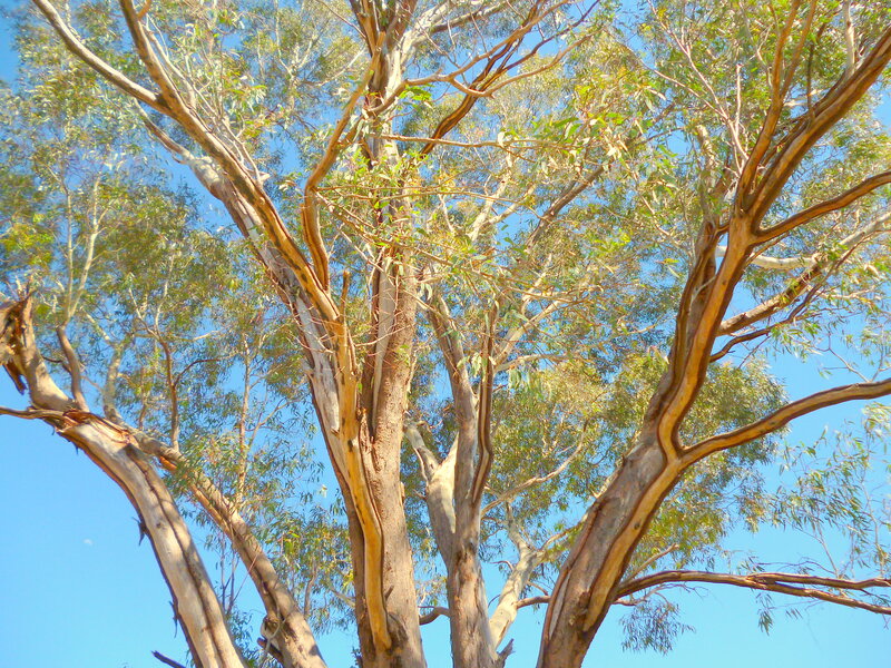 Eucalyptus Tree Canopy