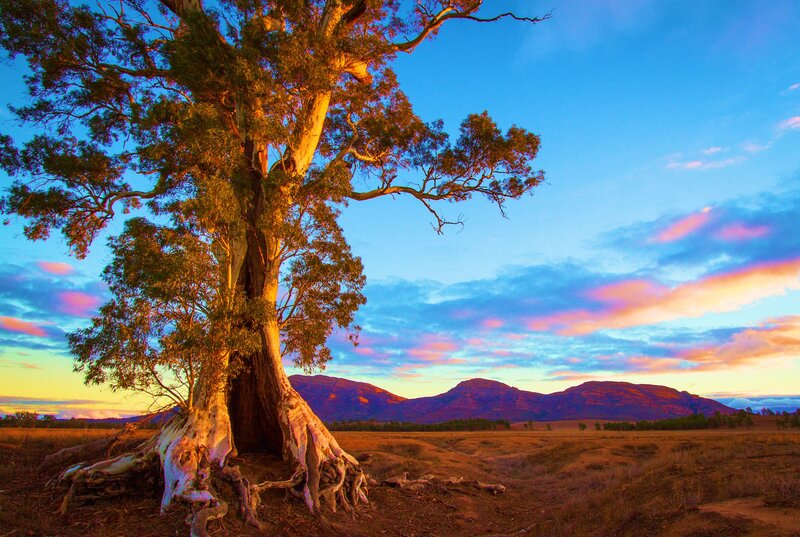 Eucalyptus Tree in Field — Blue, Serene