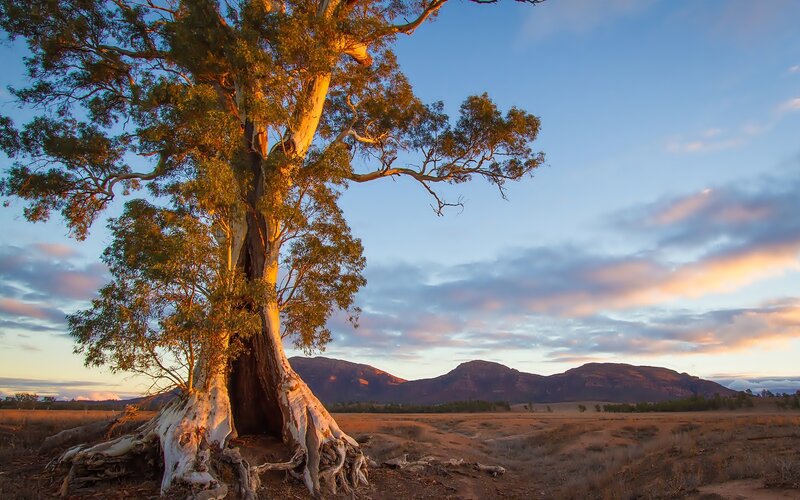 Eucalyptus Tree in Field — Blue