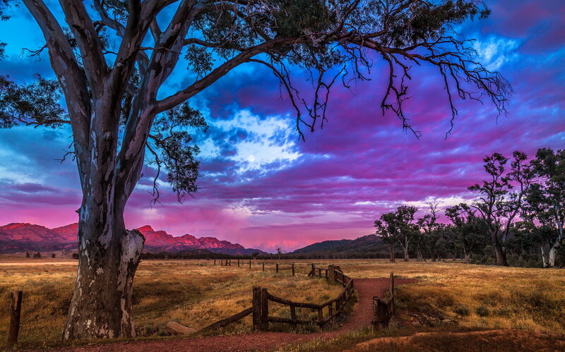 Eucalyptus Tree in Field — Purple