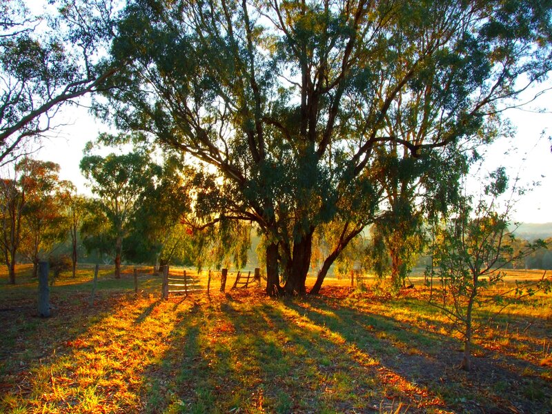 Eucalyptus Tree in Field