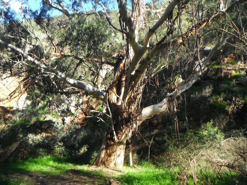 Eucalyptus Tree in Forest