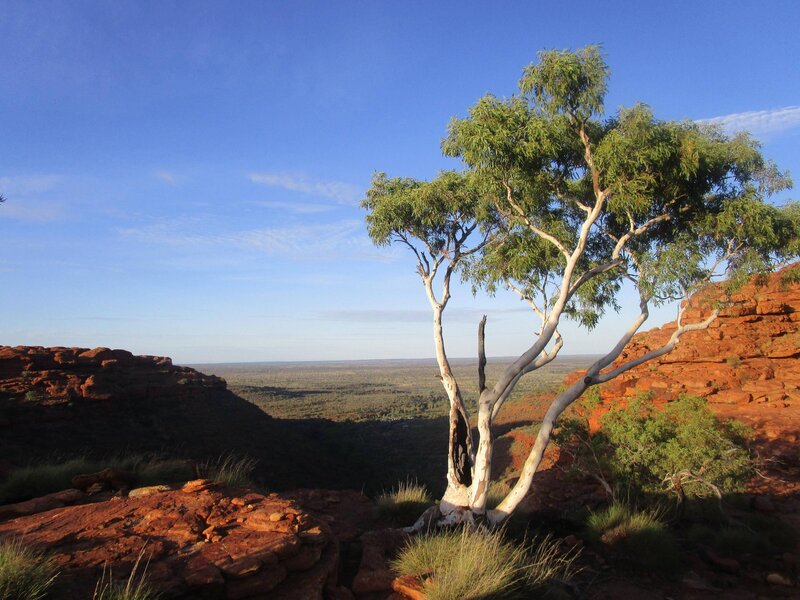 Eucalyptus Tree on Cliff