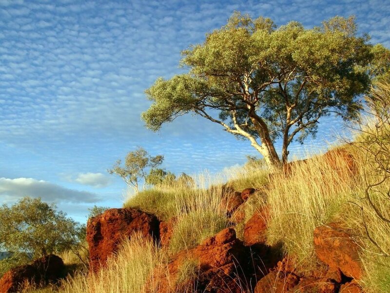 Eucalyptus Tree on Hillside