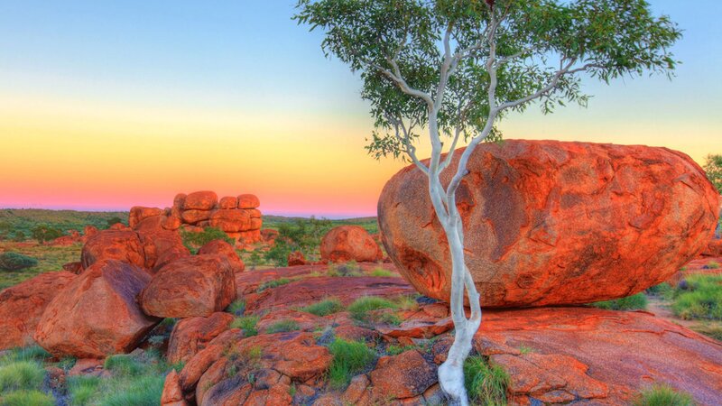Eucalyptus Tree on Rocks
