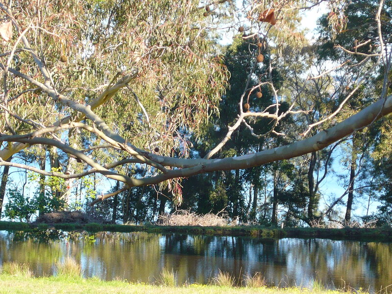 Eucalyptus Tree over Pond