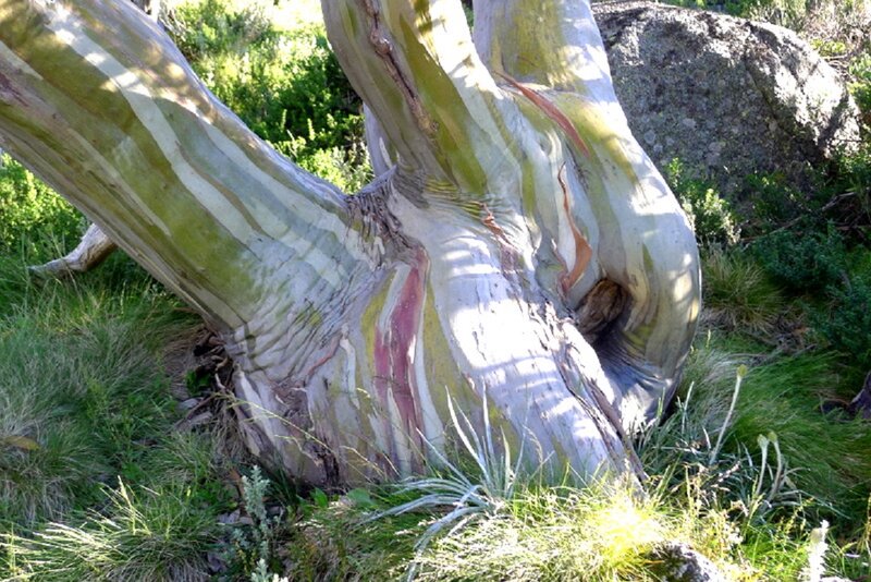 Eucalyptus Tree Trunk — Green, Natural