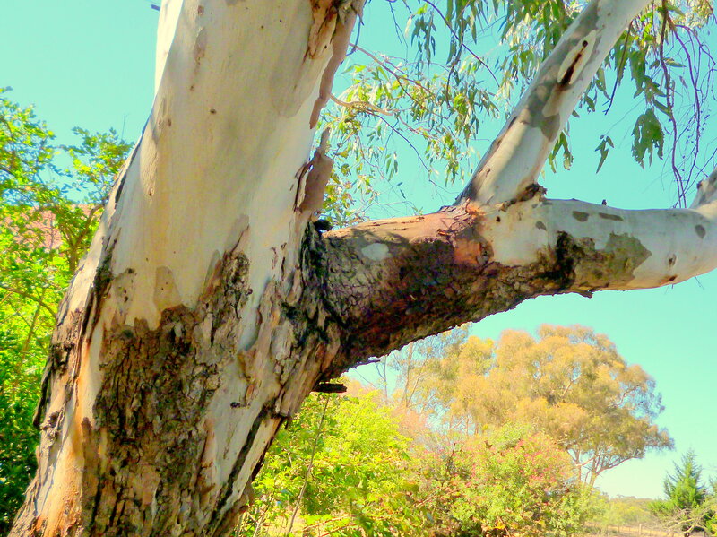 Eucalyptus Tree Trunk — Green
