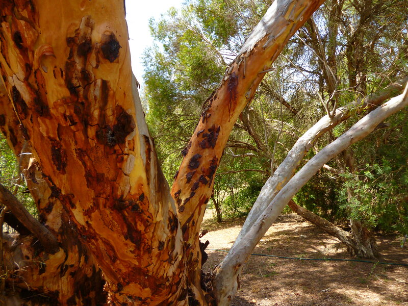 Eucalyptus Tree Trunk