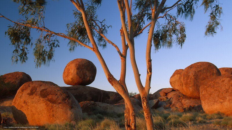 Eucalyptus tree with boulders