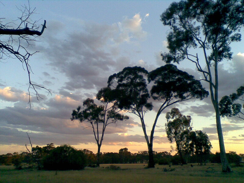 Eucalyptus Trees at Dusk