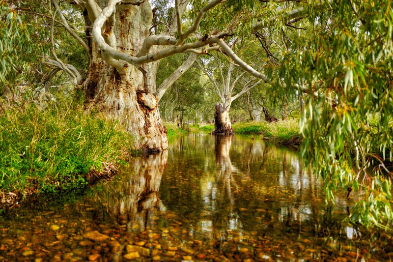 Eucalyptus Trees by River