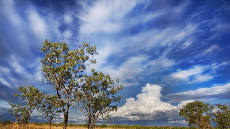 Eucalyptus Trees in Field — Blue