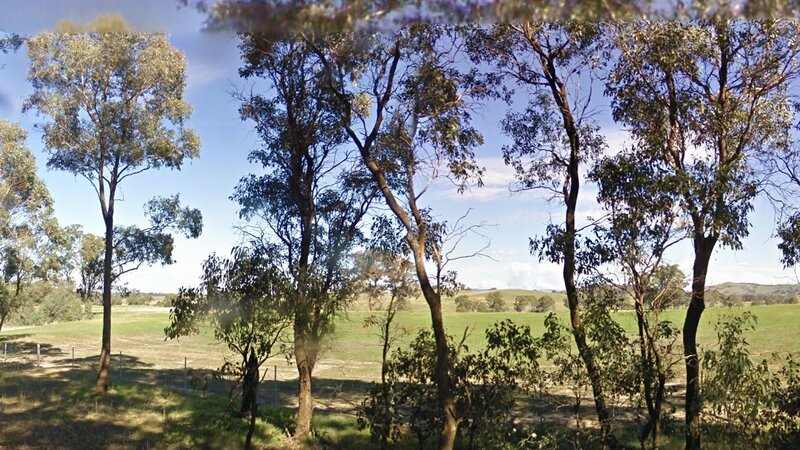 Eucalyptus Trees in Field — Green, Serene, Afternoon