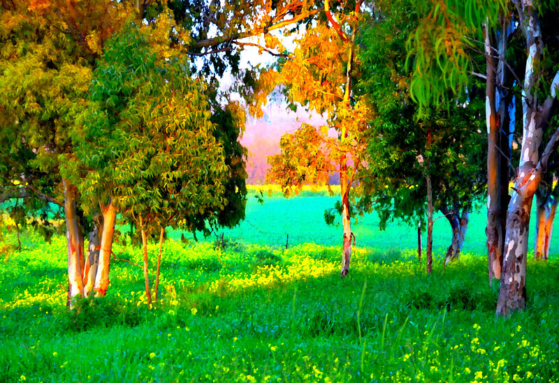Eucalyptus Trees in Field — Green, Serene