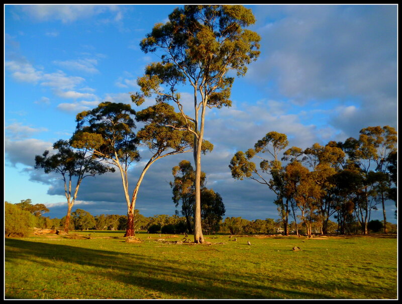 Eucalyptus Trees in Field — Green