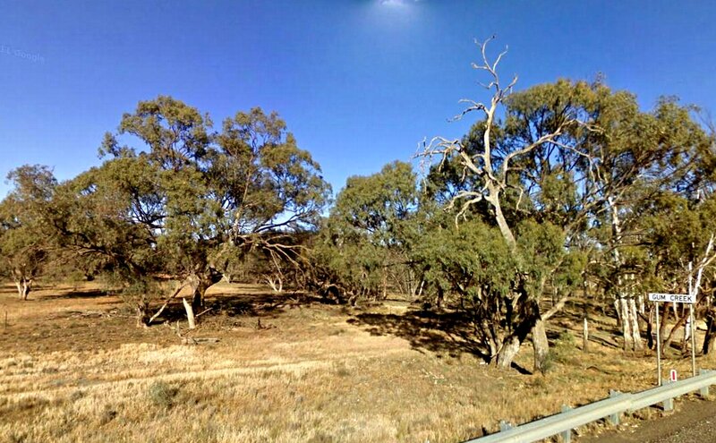 Eucalyptus Trees in Field