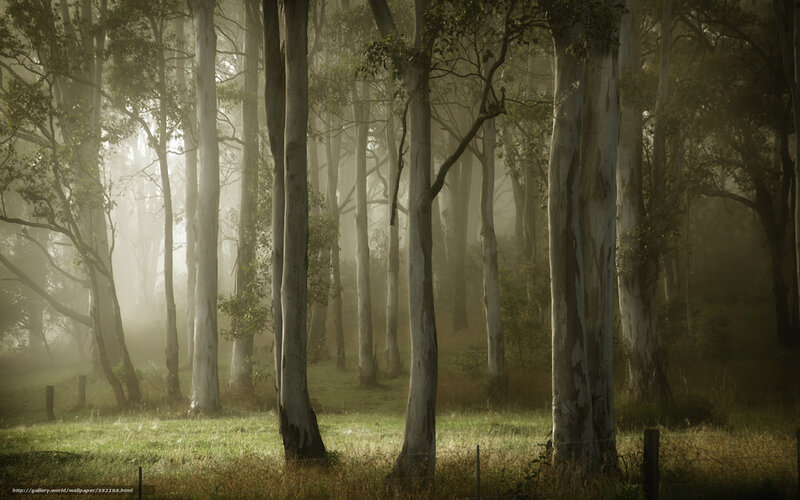 Eucalyptus Trees in Fog — Green, Misty