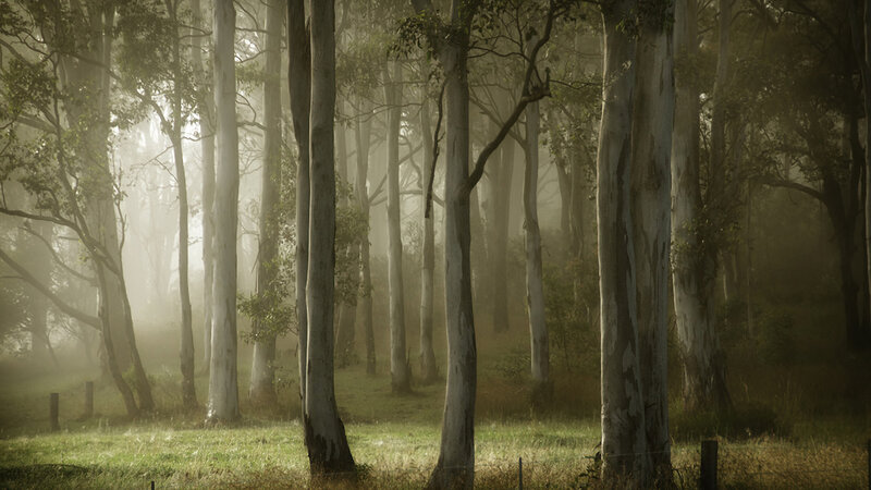 Eucalyptus Trees in Fog — Green