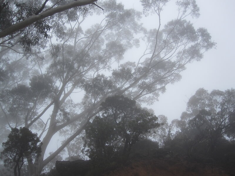 Eucalyptus Trees in Fog