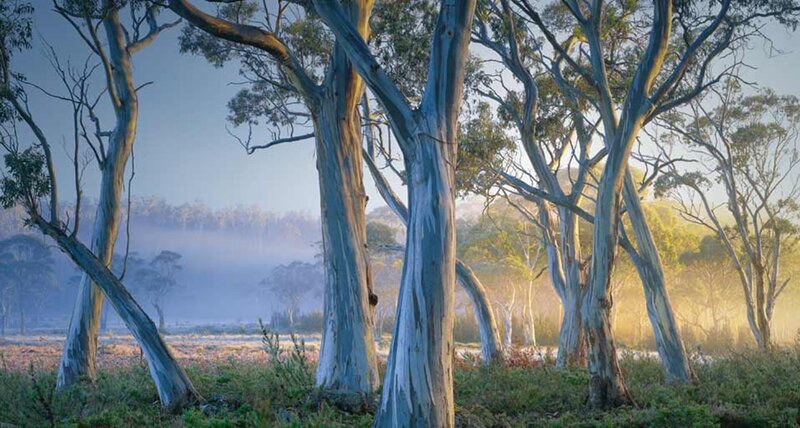 Eucalyptus Trees in Forest — Blue, Serene