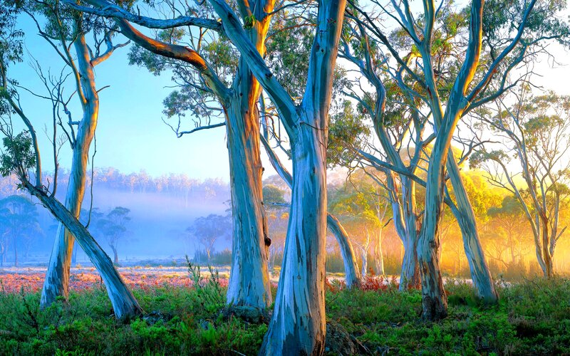 Eucalyptus Trees in Forest — Blue