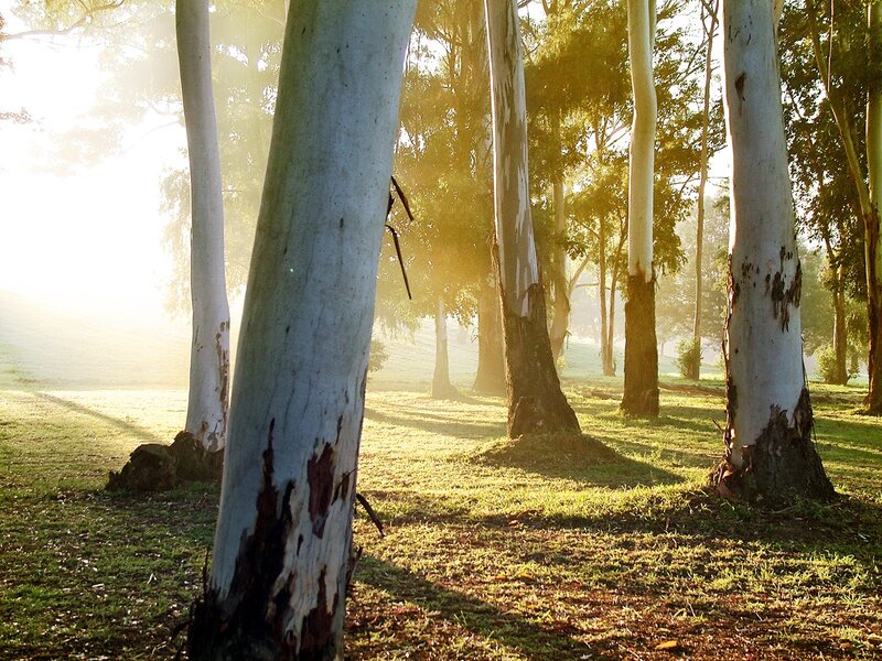 Eucalyptus Trees in Forest — Green, Serene, Morning