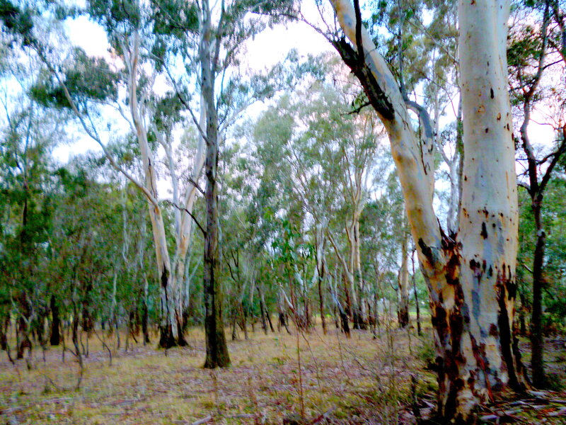 Eucalyptus Trees in Forest — Green, Serene