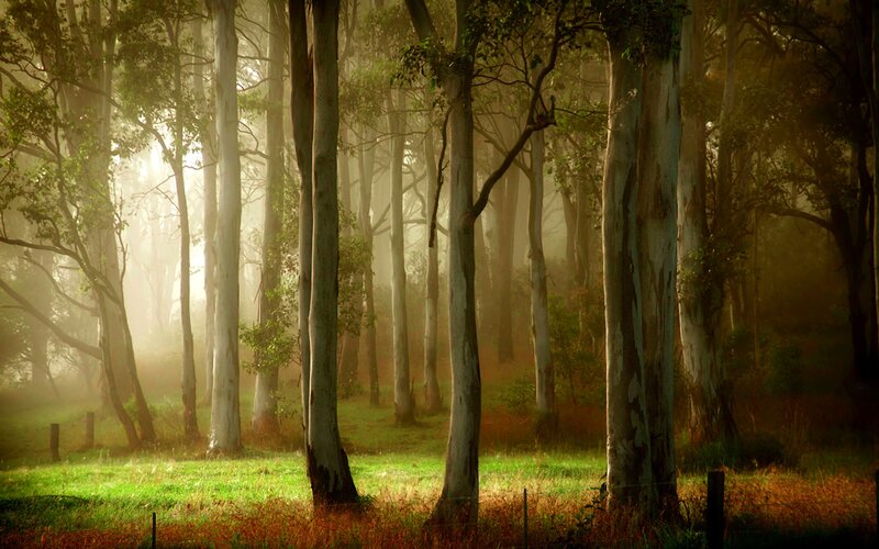 Eucalyptus Trees in Forest — Green