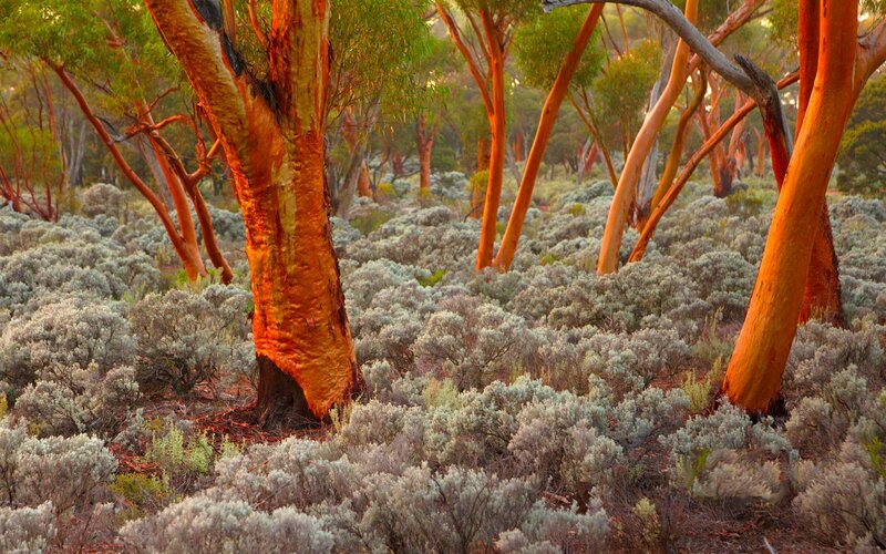 Eucalyptus Trees in Forest — Orange