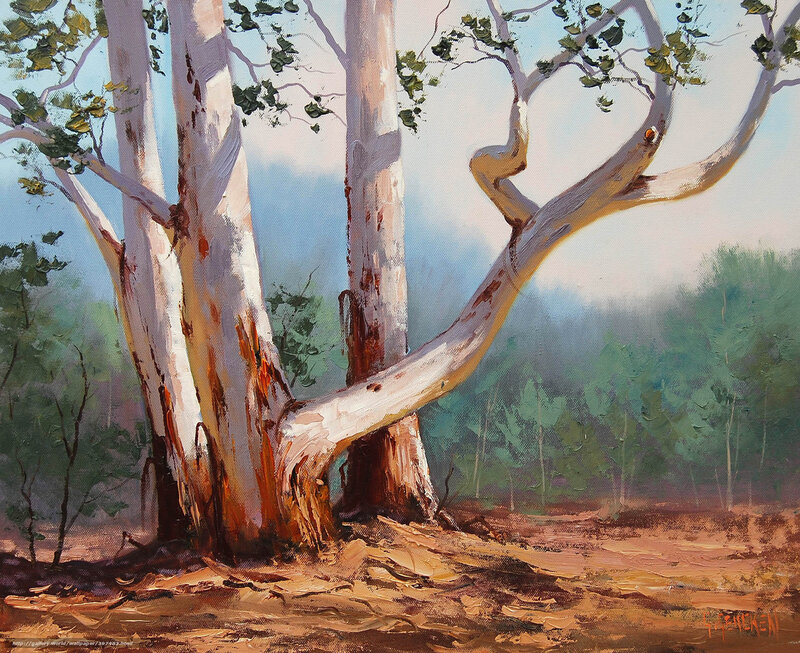Eucalyptus trees in forest
