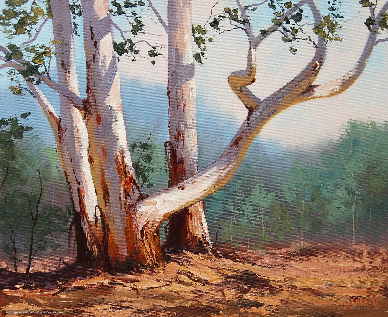 Eucalyptus trees in forest