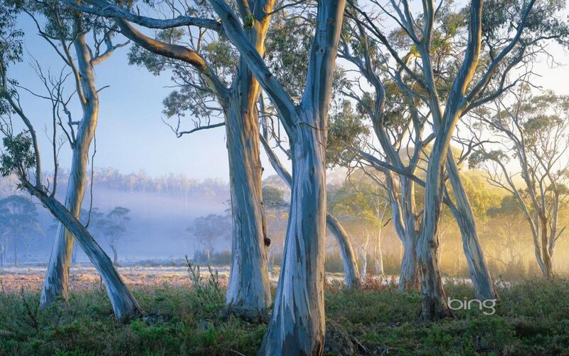 Eucalyptus Trees in Mist