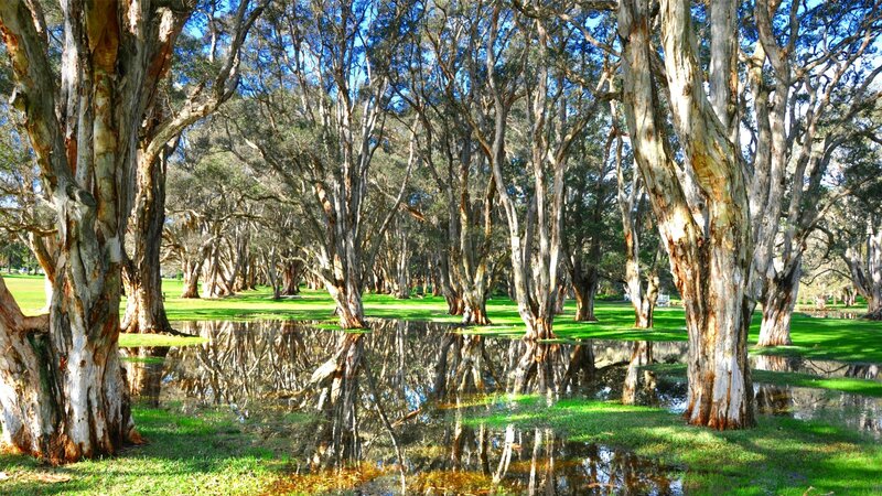 Eucalyptus Trees in Park — Green, Serene
