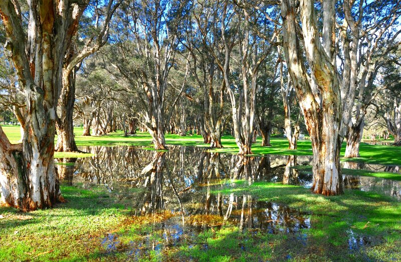 Eucalyptus Trees in Park — Green