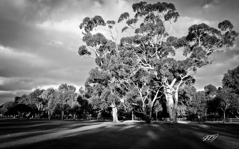 Eucalyptus Trees in Park