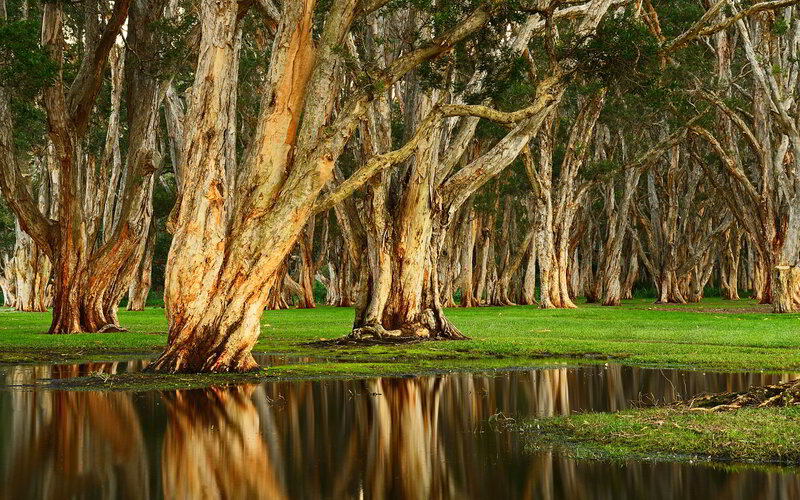 Eucalyptus Trees in Swamp — Green