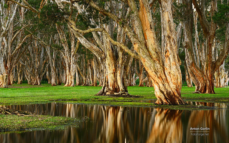 Eucalyptus Trees in Swamp