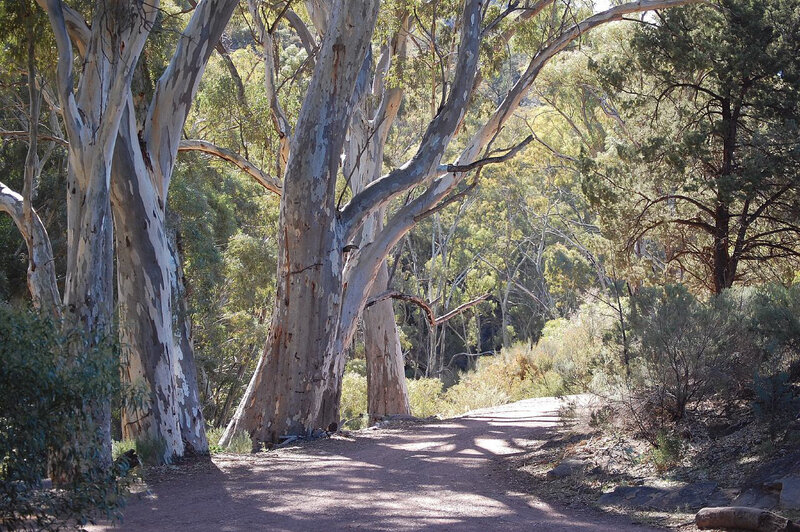 Eucalyptus Trees on Path