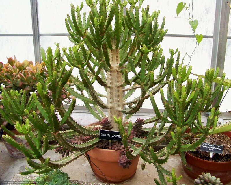 Euphorbia acrurensis plant
