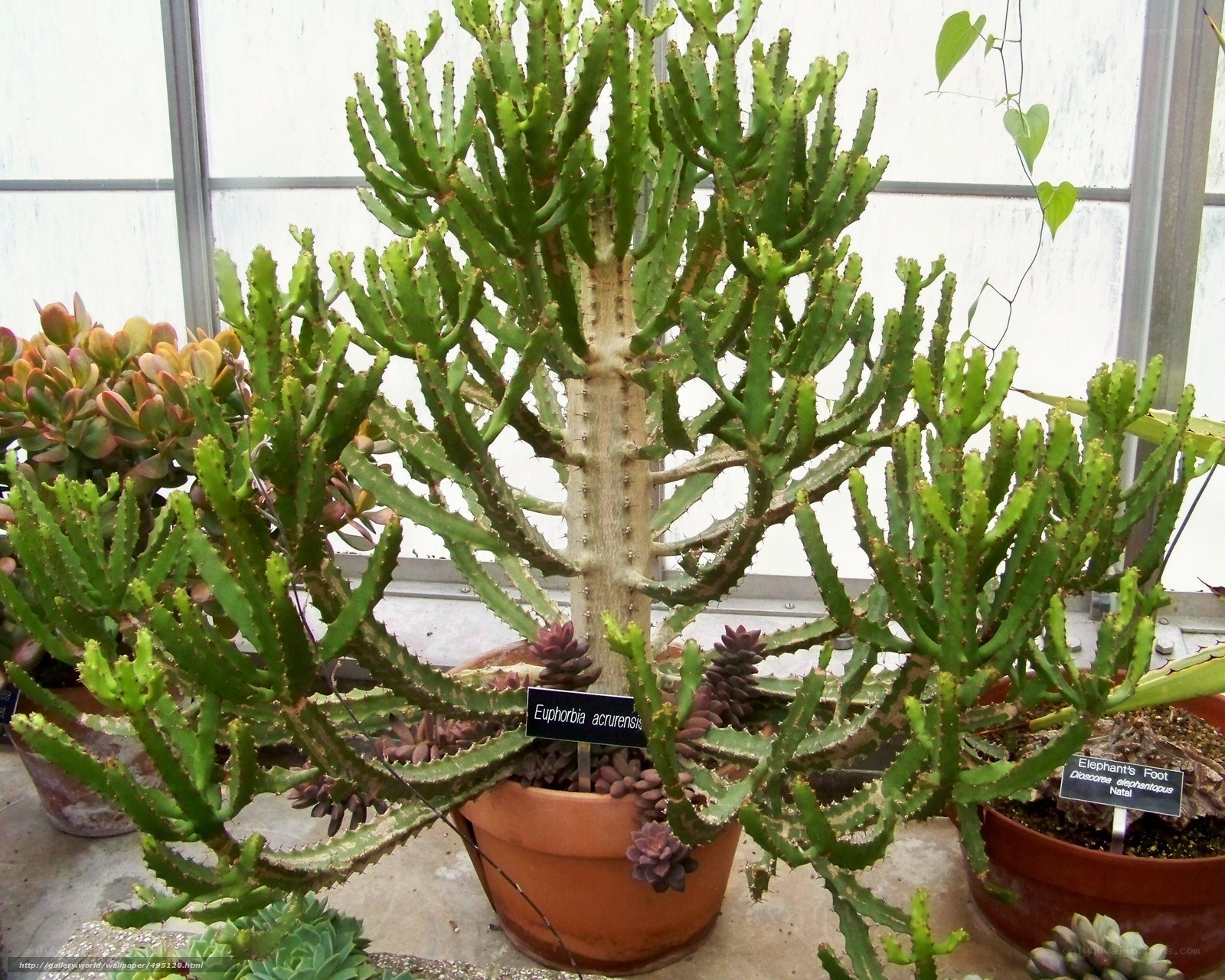 Euphorbia acrurensis plant