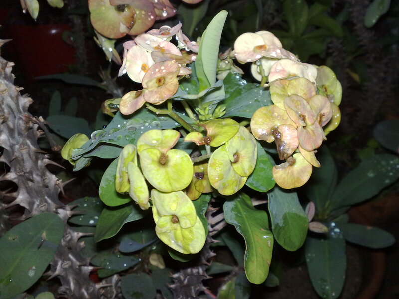 Euphorbia plant with dew drops