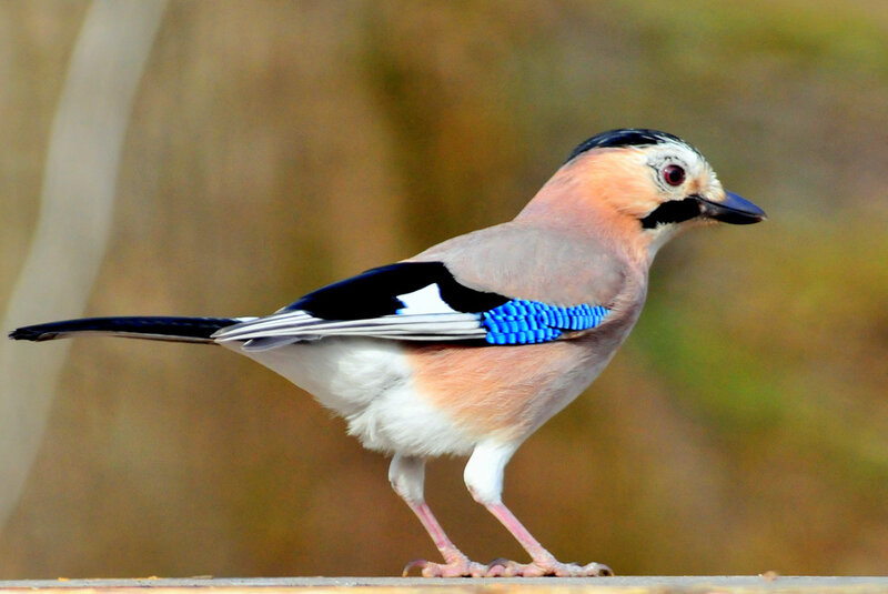 Eurasian Jay Bird