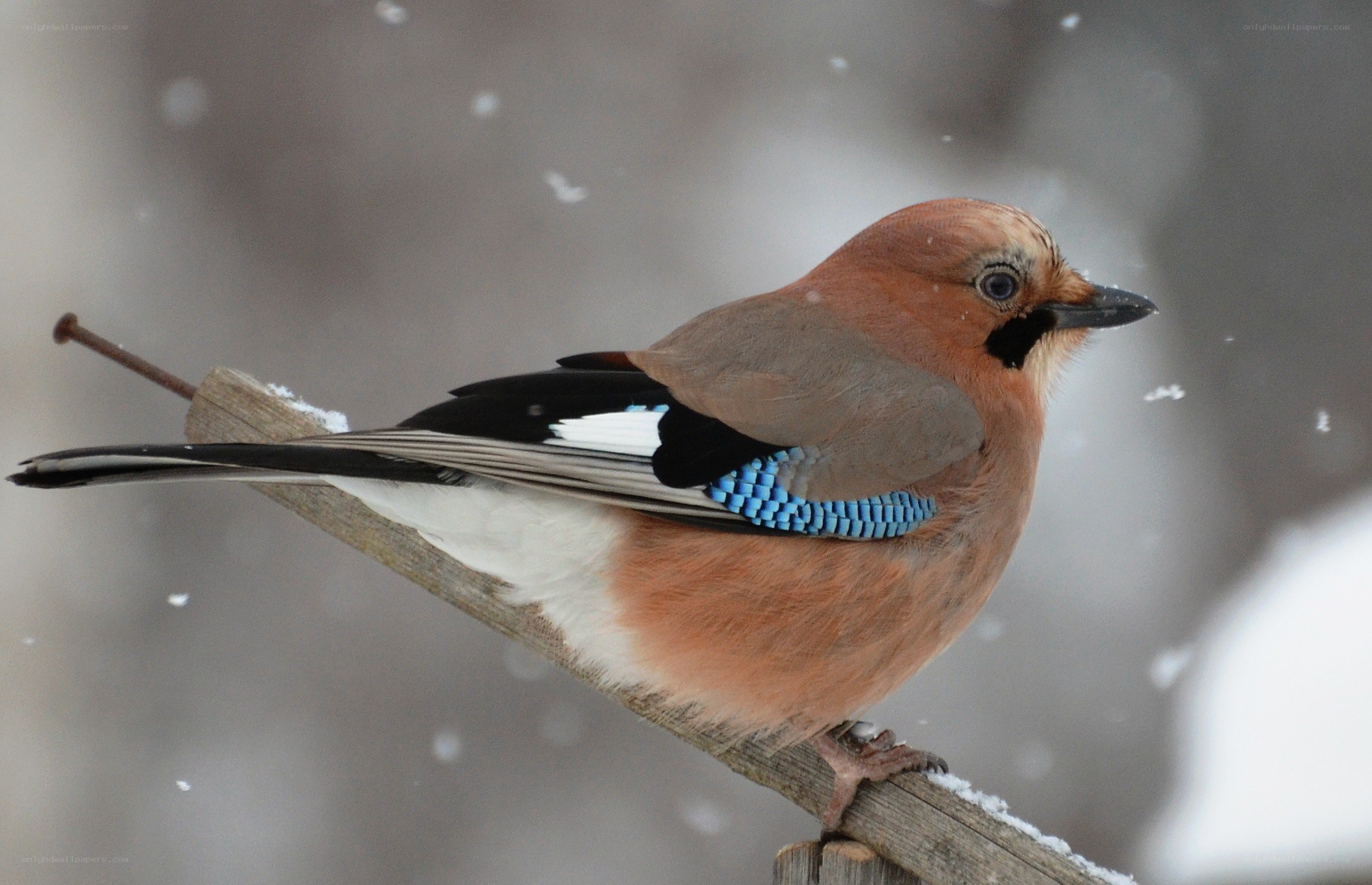 Eurasian jay in snow
