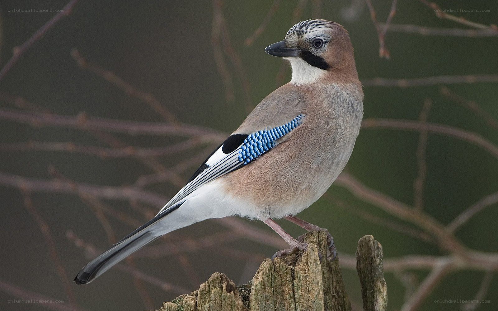 Eurasian jay perched on a stump