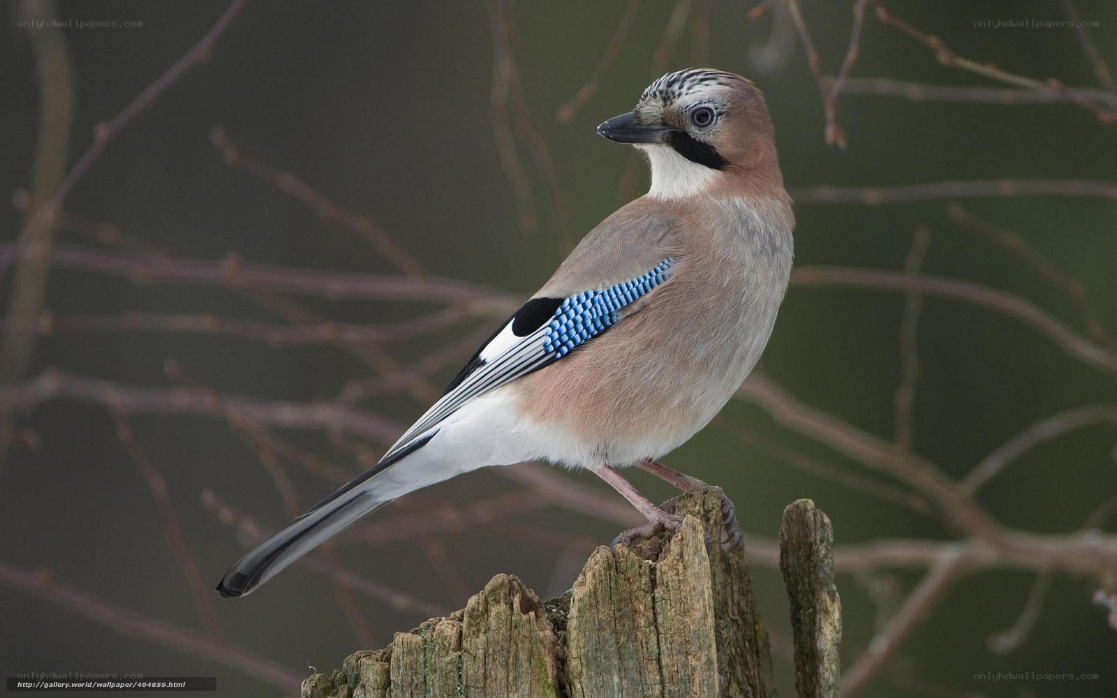 Eurasian jay perched on a stump