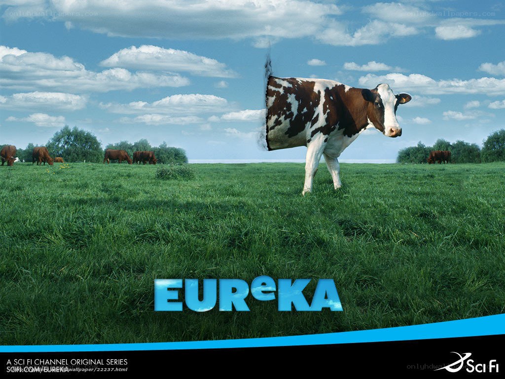 Eureka cow in field
