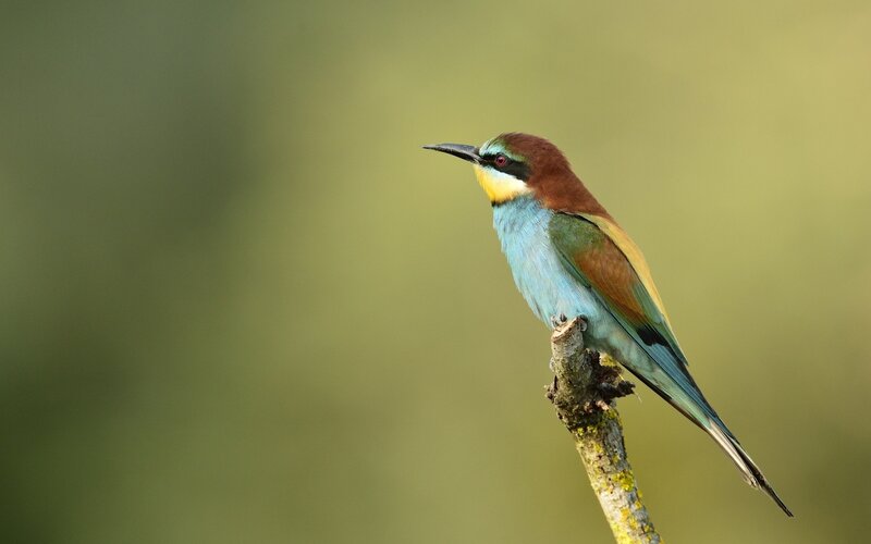 European Bee-eater — Green, Calm, Afternoon