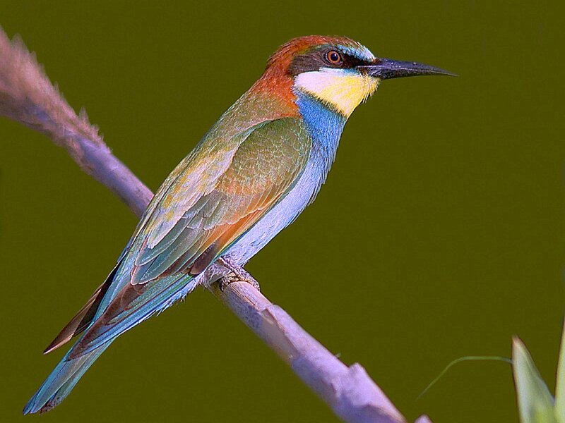 European Bee-eater — Green, Calm, Photograph
